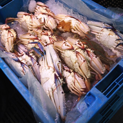 The blue crates hold these blue crabs (blue for blue... it matches!).  A total of five, each with a couple or three layers of crabs.  By the  time I got there, there was only one crate left, with only one layer!  My luck!